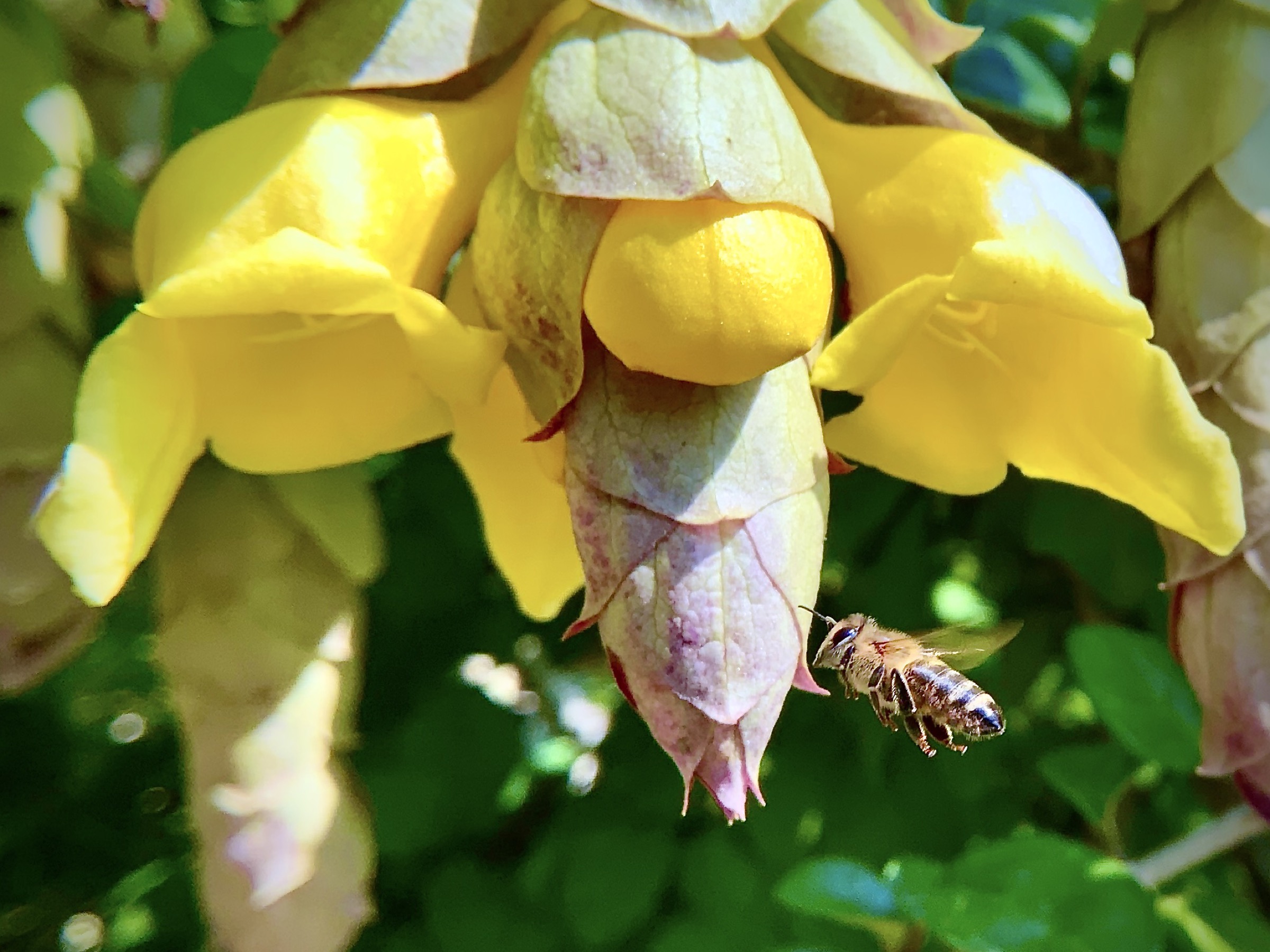 Macro photograph of a masked bee at the center of a flower.